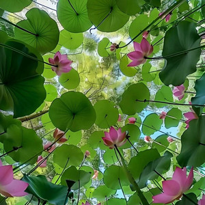 《伤心太平洋》