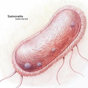 Salmonella