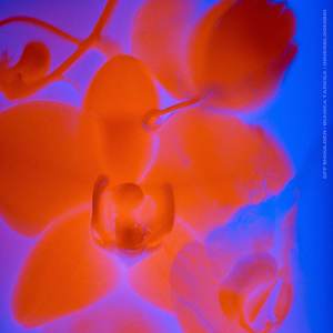 Off Shoulder (Original)