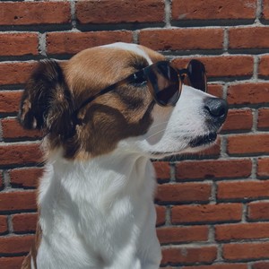 Veneno Mata Perro (Explicit)