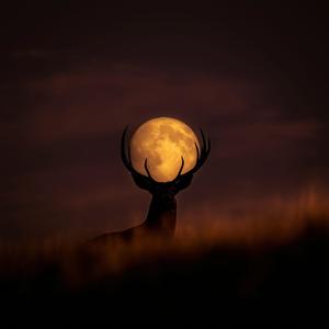 BUCK MOON (feat. AudioMaldito)