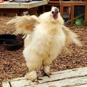 Gobstopper (Explicit)