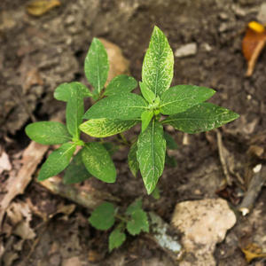 Baby Crying (feat. Kenopro79) (Explicit)