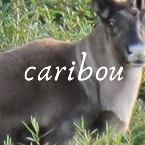 Caribou