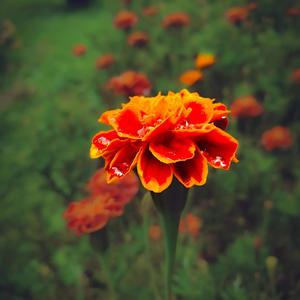 12 Pieces for Piano, Op. 1: XI. Avalanche