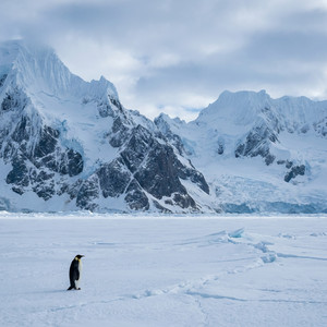 Lonely Penguin Song - L’Amour Toujours (Piano Version)