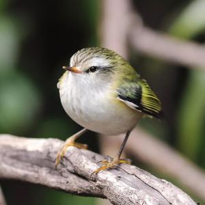 Bird (feat. Perubaby) (Explicit)