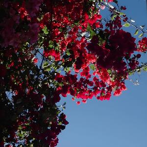 AUTOQUIRIA (Explicit)