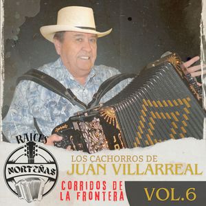 El potro lobo gateado