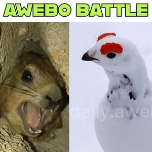 AWEBO vs AWAWA
