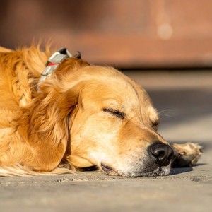 Una Noche De Música Relajante Para Acompañar A Las Mascotas