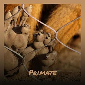 Primate