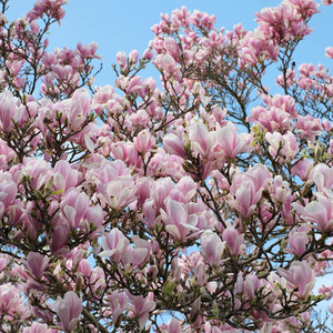 Chuyến Tàu Không Tên
