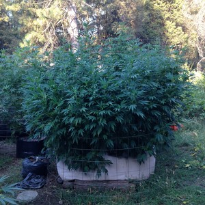 patricinha da favella(feat. mc fazano) (Explicit)