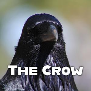 The Crow