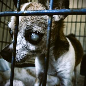 A Beat Dog's Manifesto