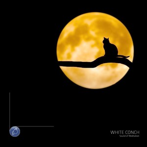 white conch NO.210127