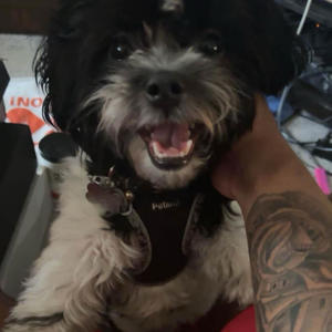 Easy Flow (Explicit)