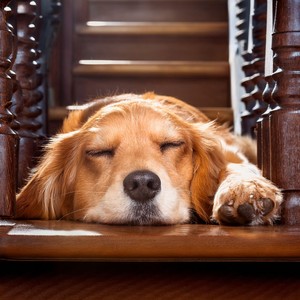 Una Siesta Bajo El Cielo