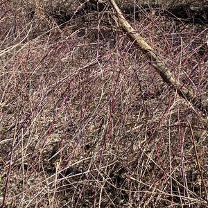 Feel The Rage (feat. DeeGhost, Fee Capone & CampSickness) (Explicit)