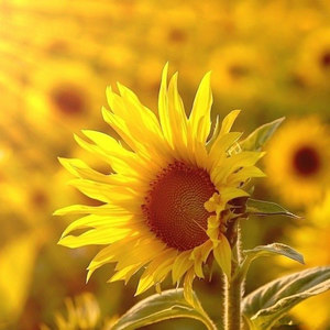 黄昏 (改编版原唱: 周传雄)