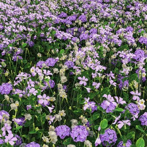 Sweet Tooth (feat. Abby Holliday)