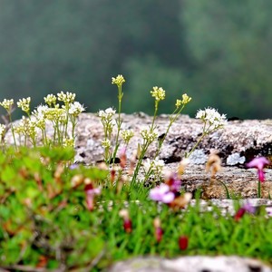 石上花