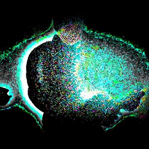 PICKLE RICK (Explicit)