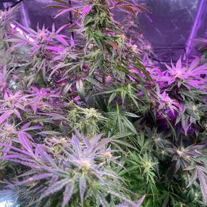 No Smoking 2 (Explicit)