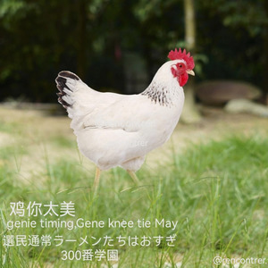鸡你太美（日语：選民通常ラーメンたちはおすぎ300番学園）（英语：genie timing,Gene knee tie