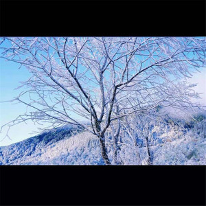 老鼠爱大米 (DJ版)