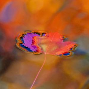 那是只有你读过的诗demo