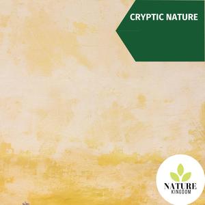 Cryptic Nature