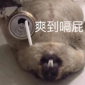 献给爱丽丝
