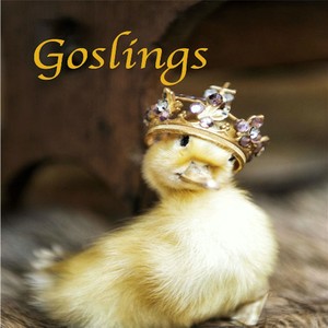 Goslings (Diss Track on Niñoz) [feat. Quanny Smoove & Scout]