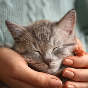 The Rhythm Of Purring