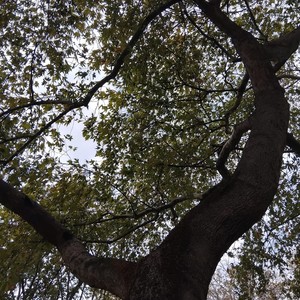 Hakan Tosun'a Ağıt