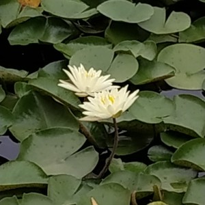 烈日下的man - 中国脊梁