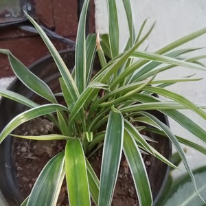 Diam diam aku sayang