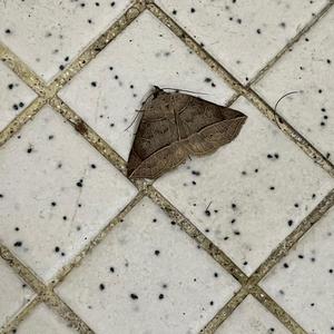 Oddball (feat. AmethystSolame) (Explicit)