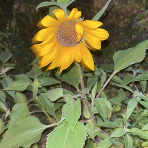 Somewhere I Belong (Explicit)