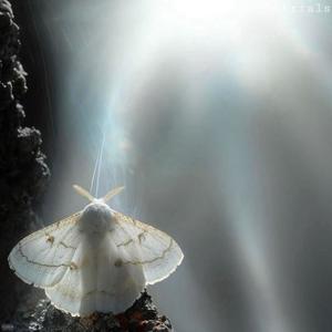 trials (feat. Rooka! & Cutty) (Explicit)