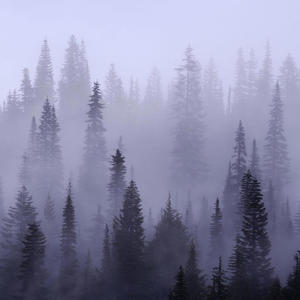 (FREE) HARD ORCHESTRAL TRAP BEAT||IN THE WOODS||.