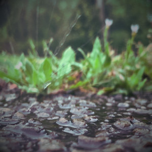 Petrichor