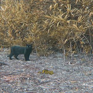 Fling (Explicit)
