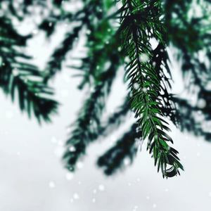 Navidad - A Dash of Christmas