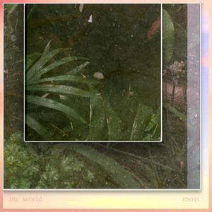 Moss - everything different and the same