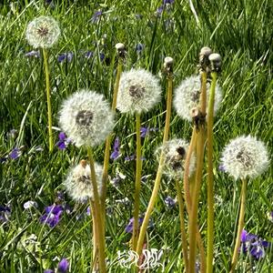 Dandelion