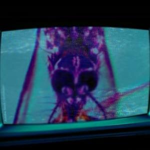 WGD (Explicit)