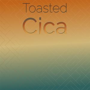 Toasted Cica